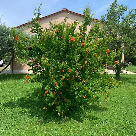 L Olivo Holiday home